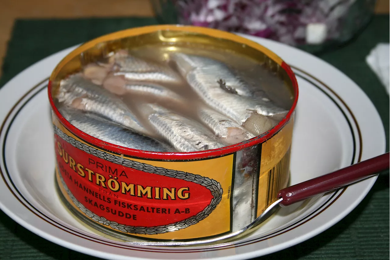 Det ser mörkt ut för surströmming i år. Strömmingsbeståndet fortsätter vara lågt.