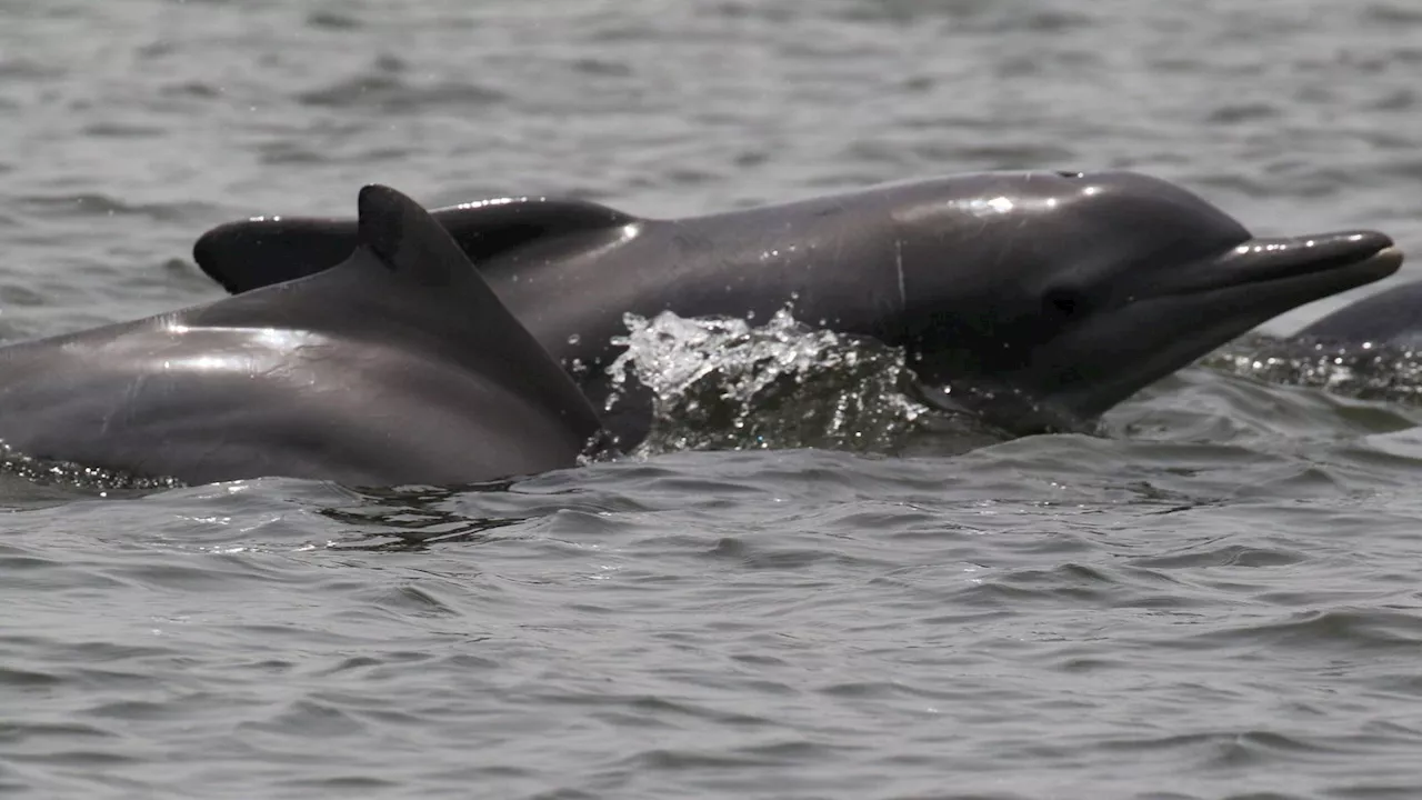 How Can We Save Africa’s Mysterious ‘Humpback’ Dolphin?