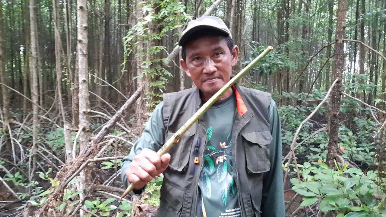 Samsul Bahri, Kesatria Penjaga Mangrove di Bengkalis