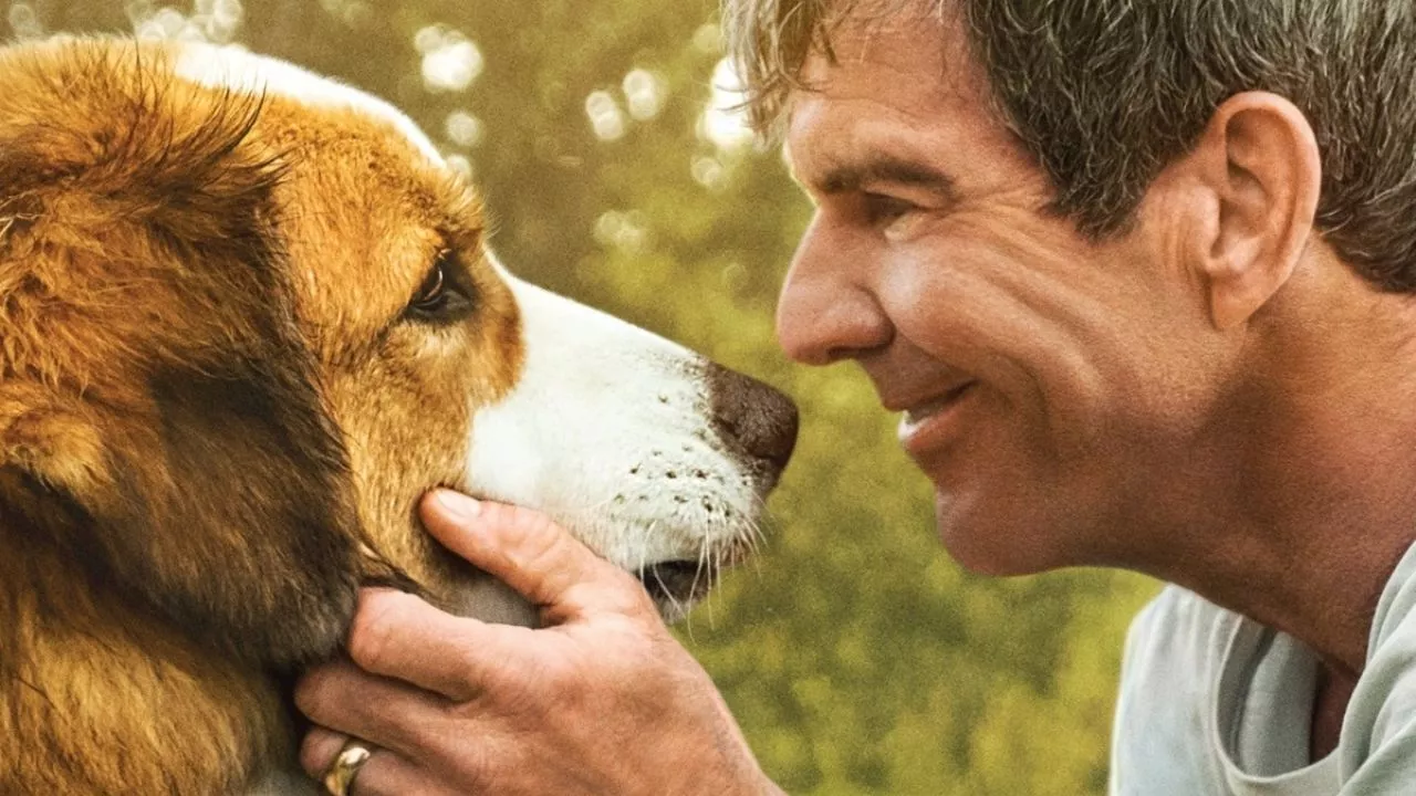 Día del Perro: las películas en streaming que me enseñaron que la lealtad y el amor de los lomitos es único e irremplazable