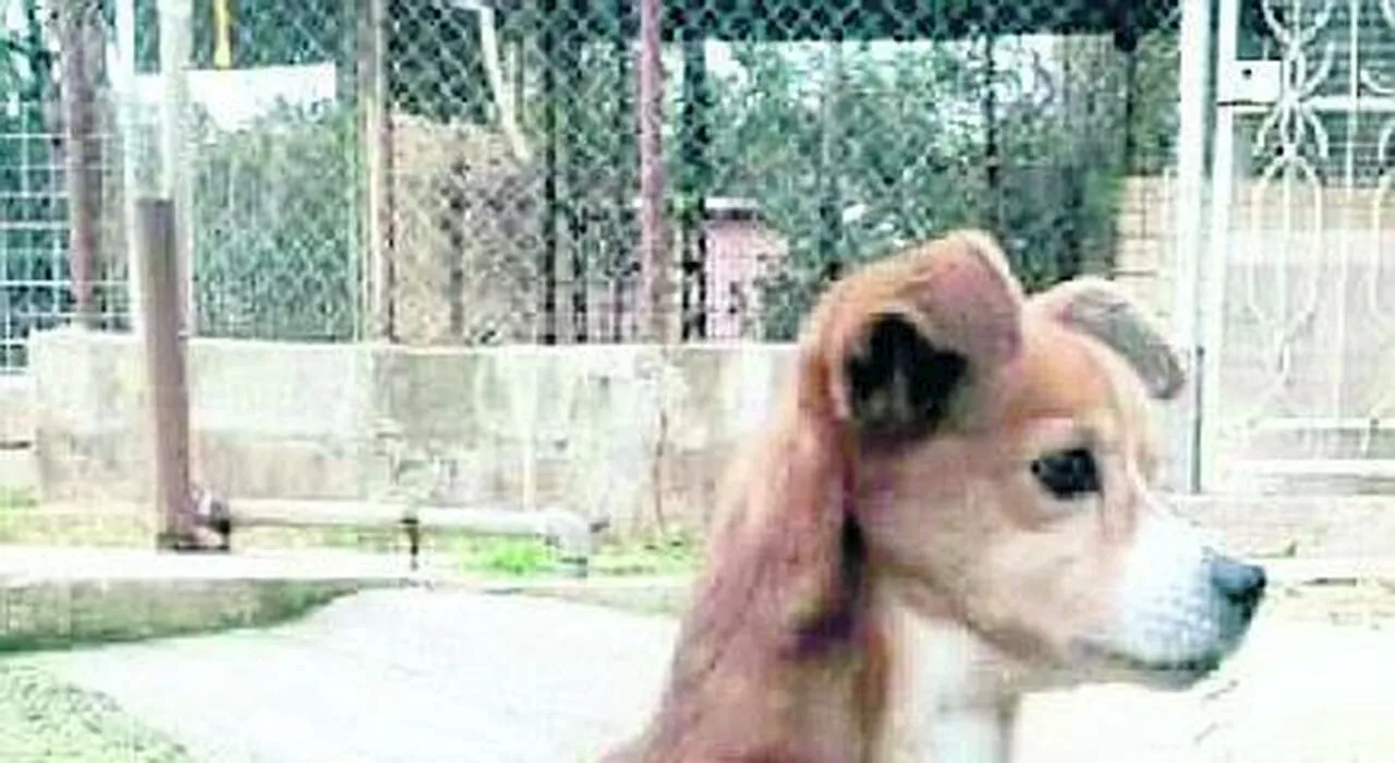 Terni, la responsabile del canile di Monte Argento: «I cani anziani vanno seguiti anche dopo le adozioni»