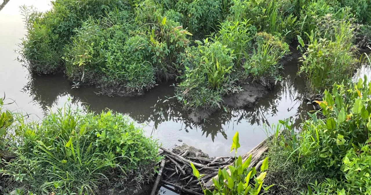 You've got the eyes of a hunter if you can find the 'Croc' hiding in the bushes