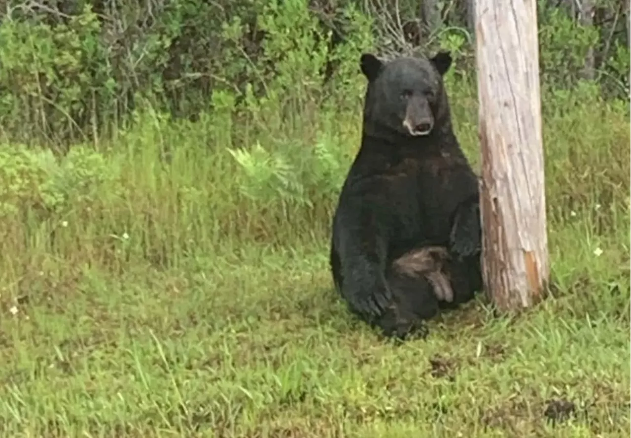 Polícia pede que viajantes não façam selfies com urso 'deprimido' à beira de estrada