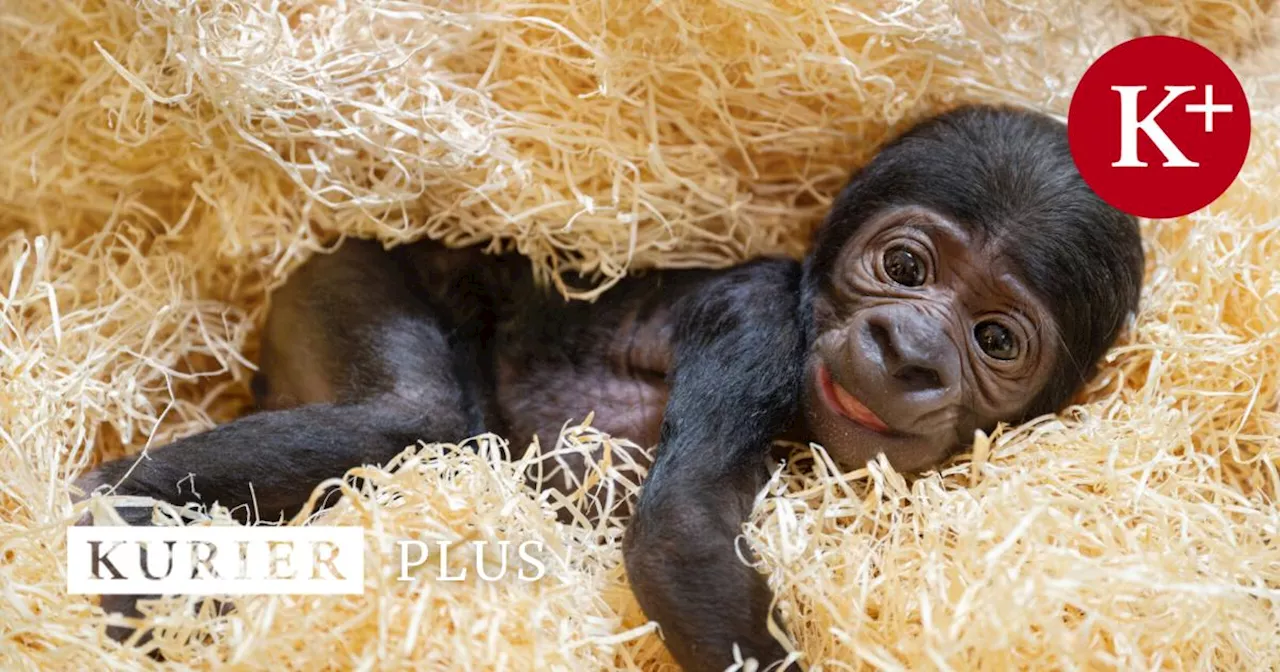 Österreichs erstes Gorillababy: Primat mit Starpotenzial