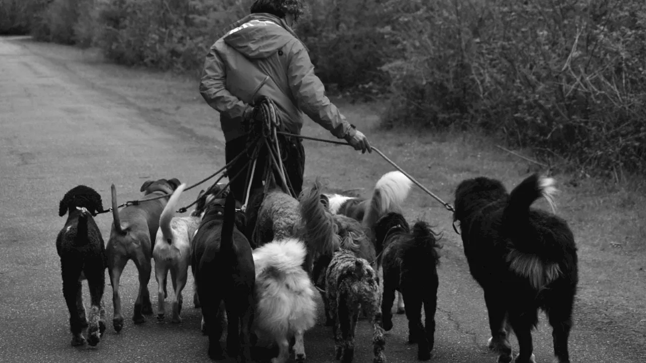 Por un respiro limpio: el problema de las heces de perro