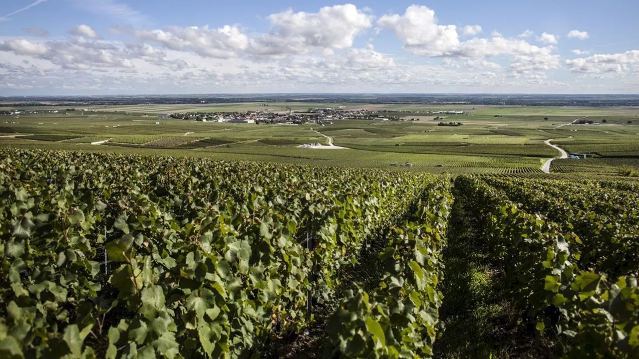 Les ventes de champagne en recul sur tous les marchés