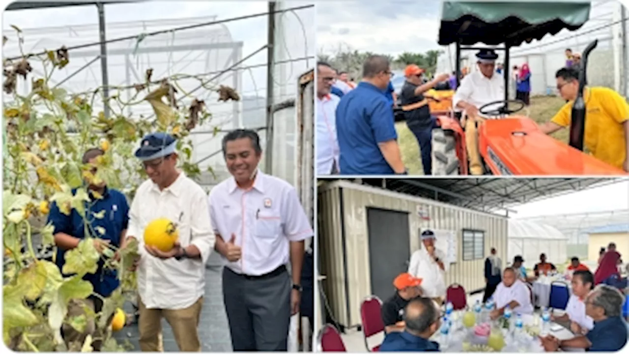 Crispier and sweeter than honeydew, Felda-grown golden melons finally on sale in Malaysia, heading to Singapore next year