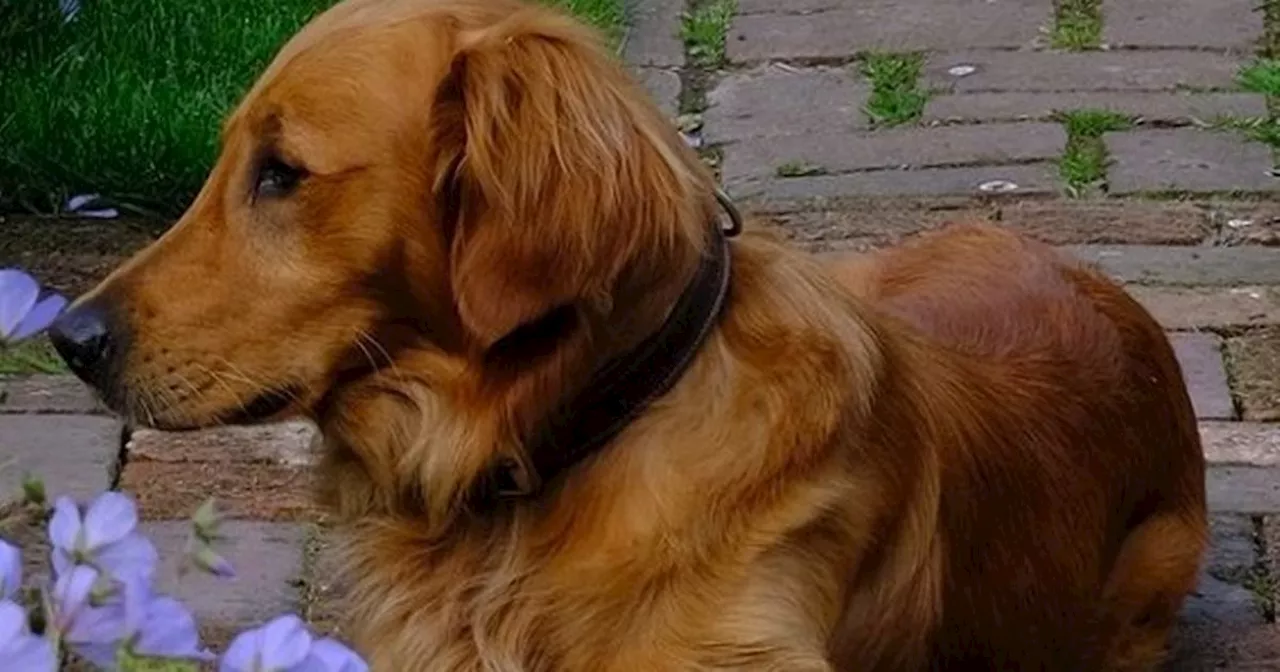 Monty Don flooded with heartwarming messages after announcement about dog Ned