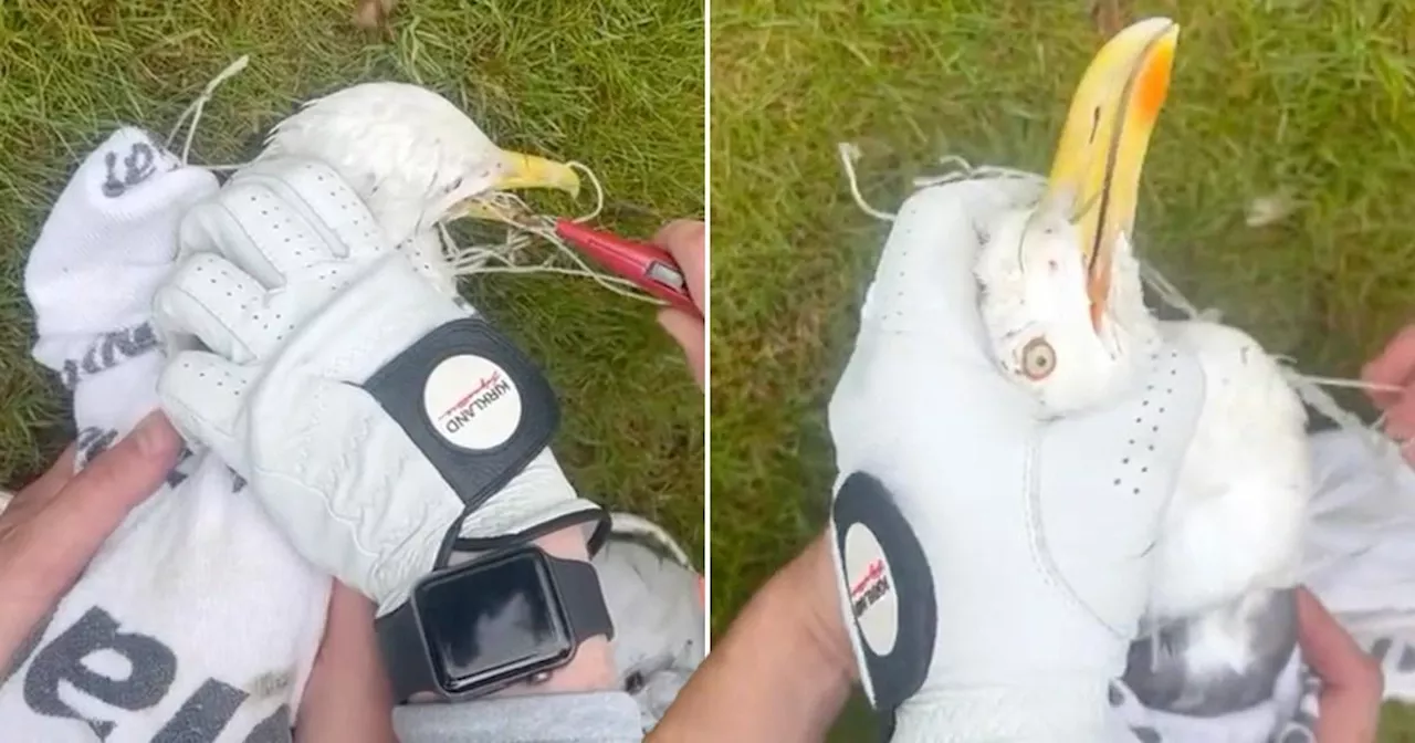 Men untangle seagull from net on golf course and feed it Greggs