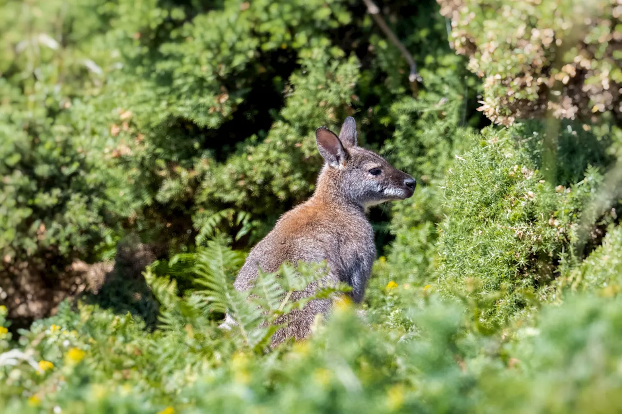 From Tasmania to Malahide: Meet the 500 wallabies off the coast of Dublin