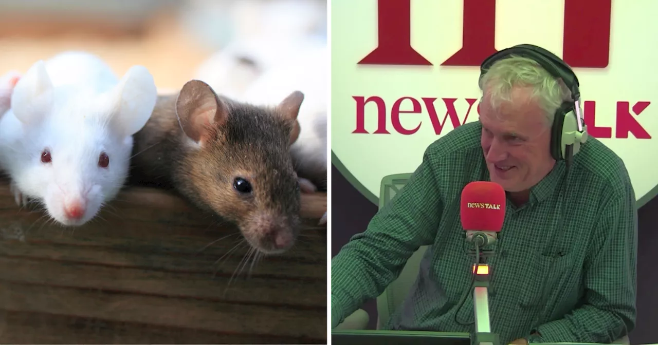 Luke O’Neill: How rats could prove stress causes grey hair