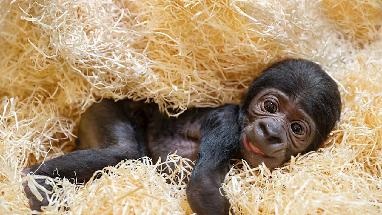 Gorilla-Baby 'Jabari' im Zoo Schmiding für Besucher bereit