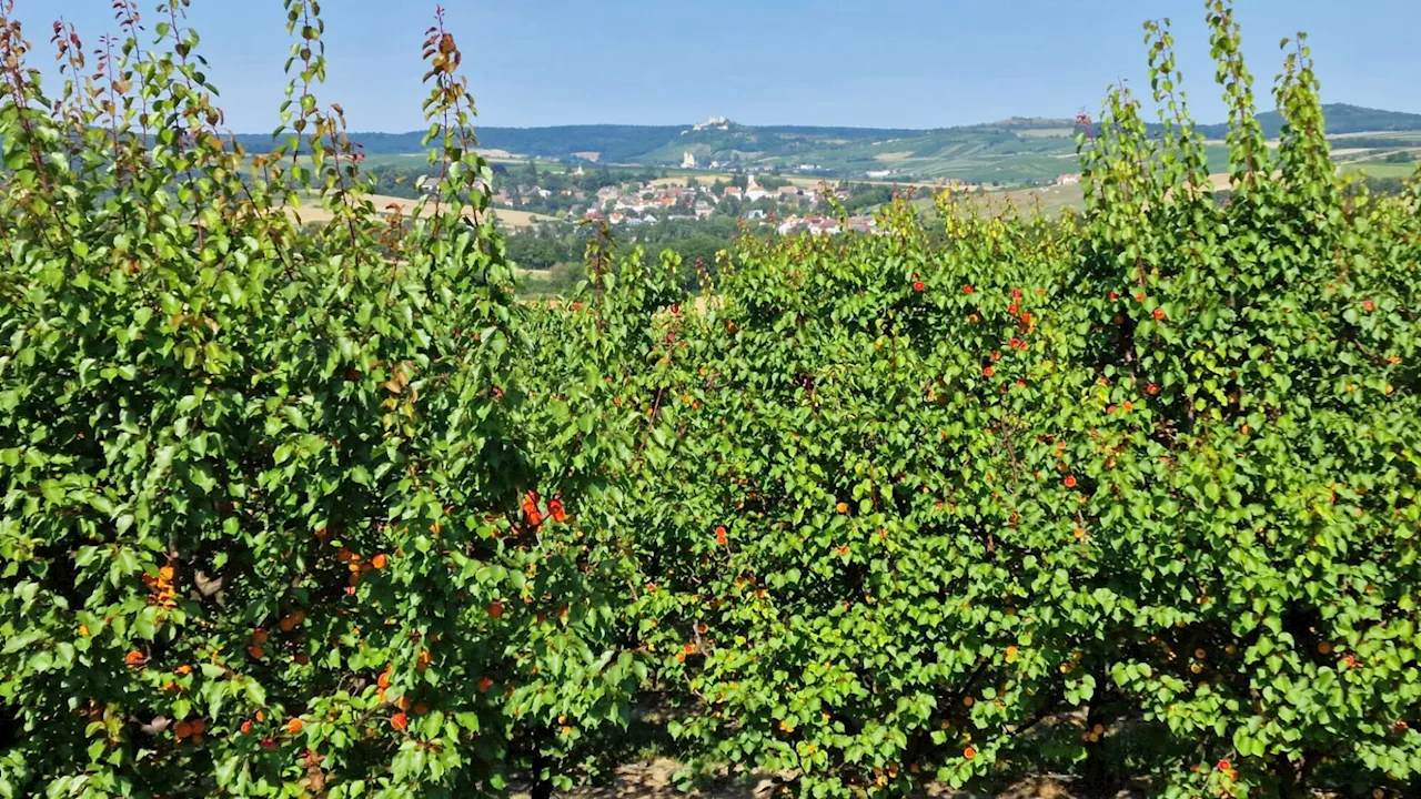 Obstbauern wurden drei Traktoren aus der Halle gestohlen