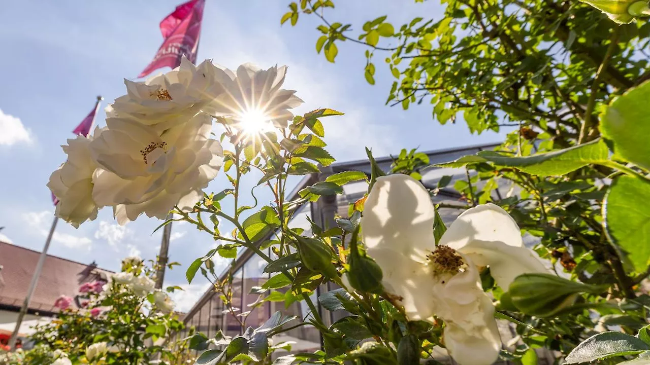 Hessen: Rosenfest endet mit Rosenkorso - Hochsommer in Hessen