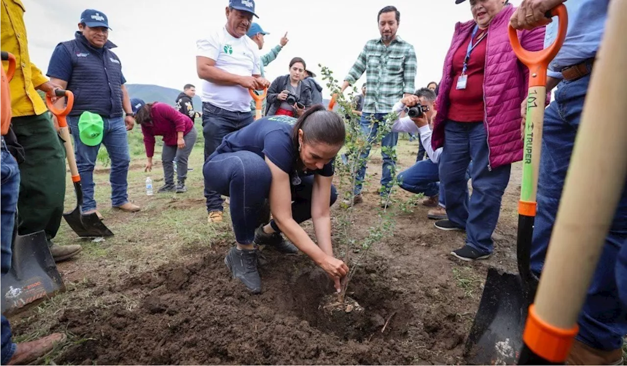 Reforestan 700 voluntarios la Sierra de Lobos con 2 mil árboles