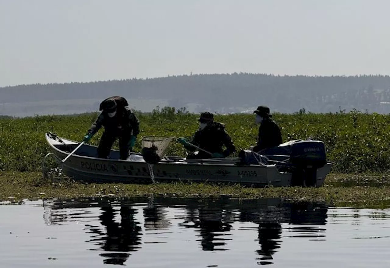 Defesa Civil usa tratores aquáticos para retirar toneladas de peixes mortos do Rio Piracicaba