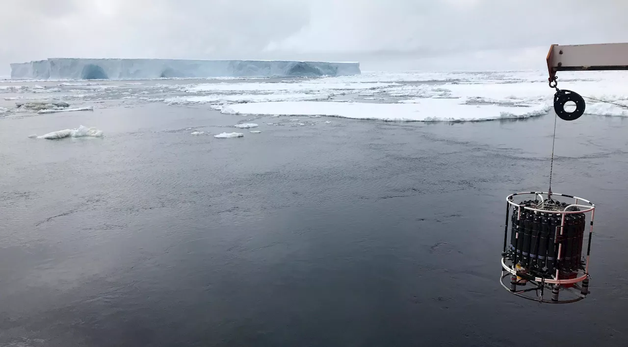 Sensor-Equipped Seals Uncover New Seawater Pathways Around Antarctica