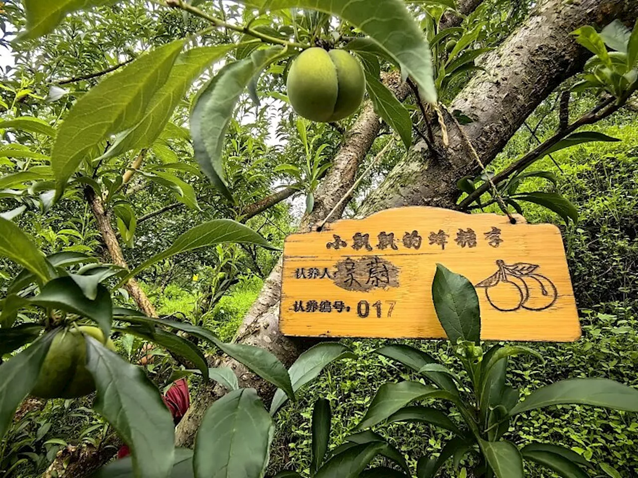 農地や動物の「クラウド・オーナー」登場、古木やイルカも対象―中国（2024年7月21日）｜BIGLOBEニュース