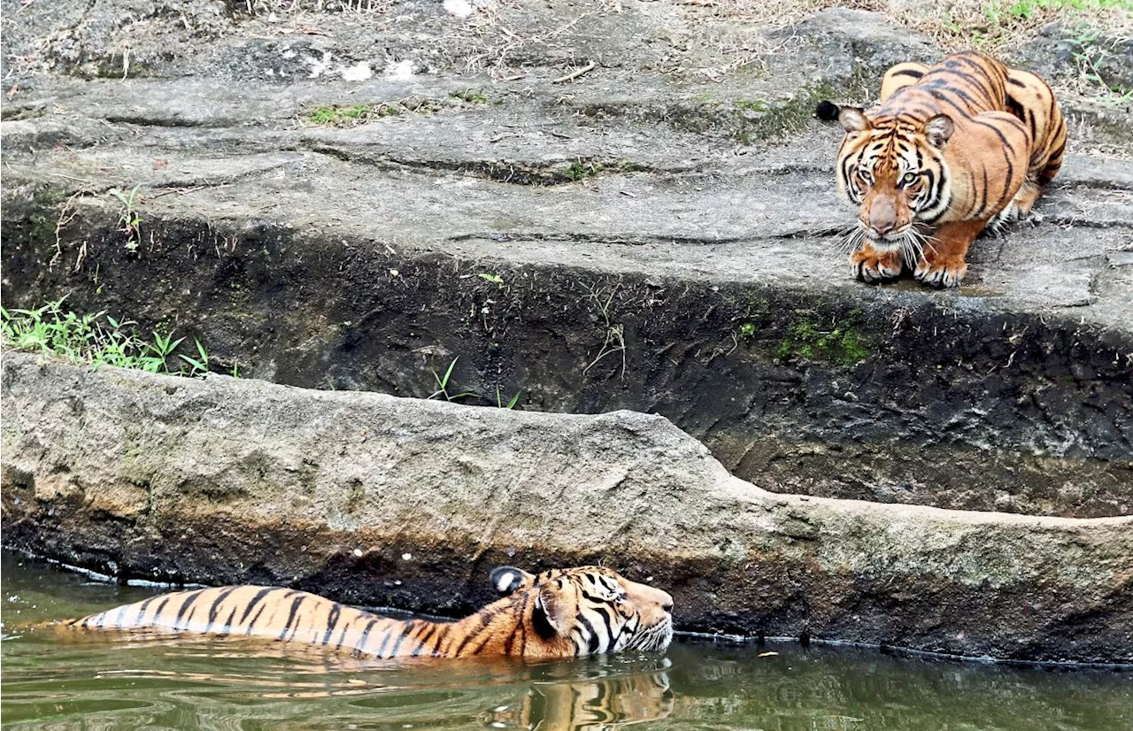 Move to ensure Malayan tigers thrive