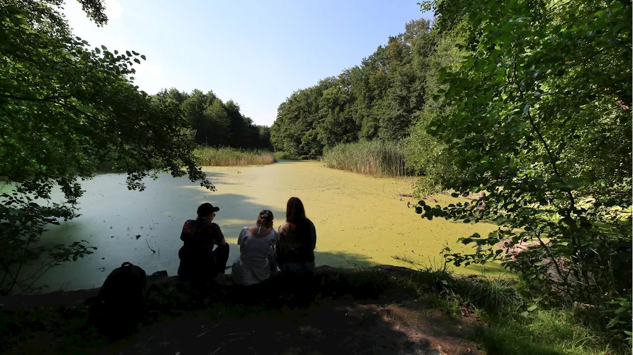 Potsdamer Sommertipps: Heike Isenmann spaziert zu den Düsteren Teichen