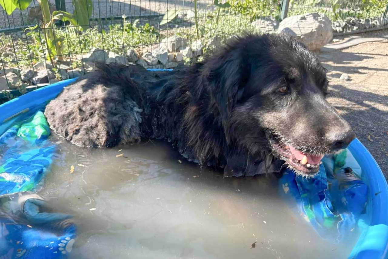 Animal shelter near Merritt takes in four-legged fire victims