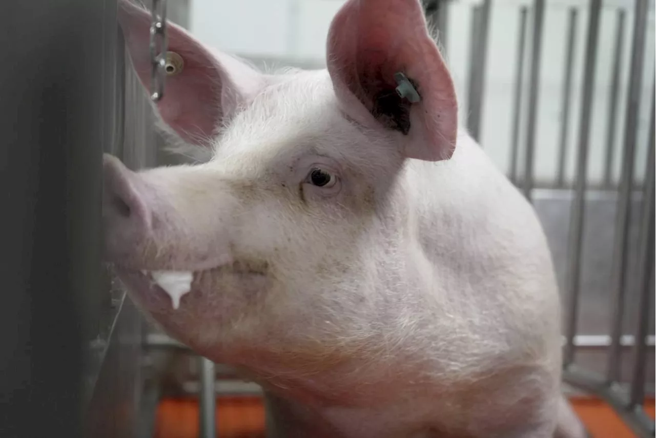 Meet some of the world's cleanest pigs, raised to grow kidneys and hearts for humans