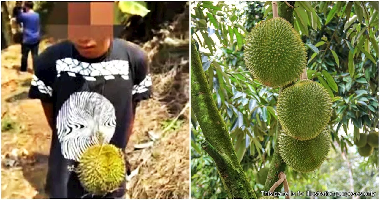 Man Steals 3 Durians From Orchard, His Father Pays RM10,000 to Peacefully Settle Case