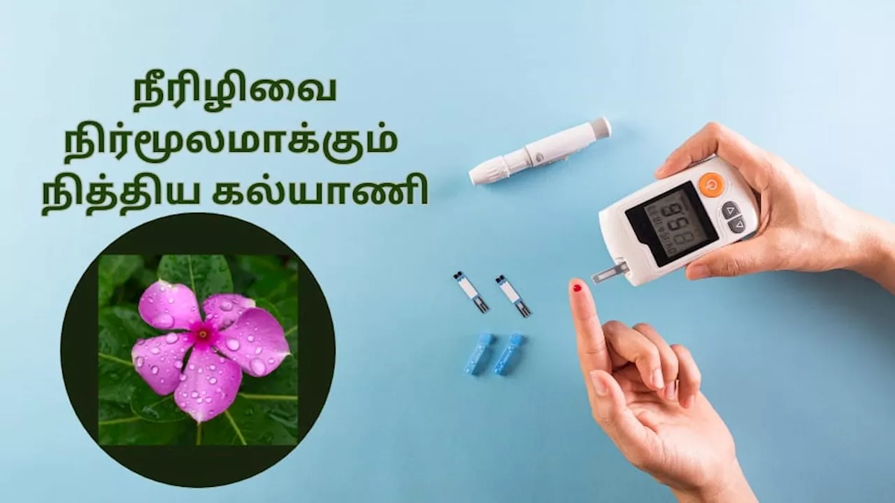 எகிறும் சுகர் லெவலை குறைக்க.. இன்சுலினை சுரப்பை தூண்டும் நித்திய கல்யாணி உதவும்