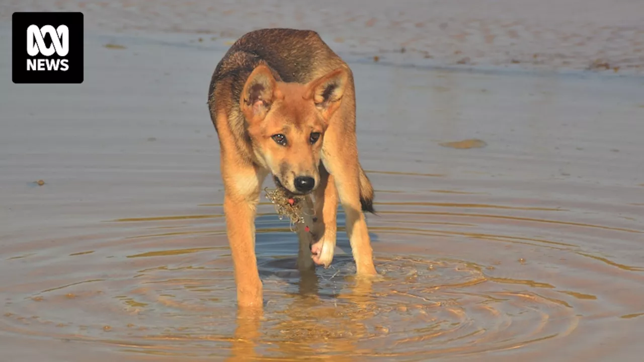 Dingoes and other wildlife injured by discarded fishing tackle on K'gari (Fraser Island)