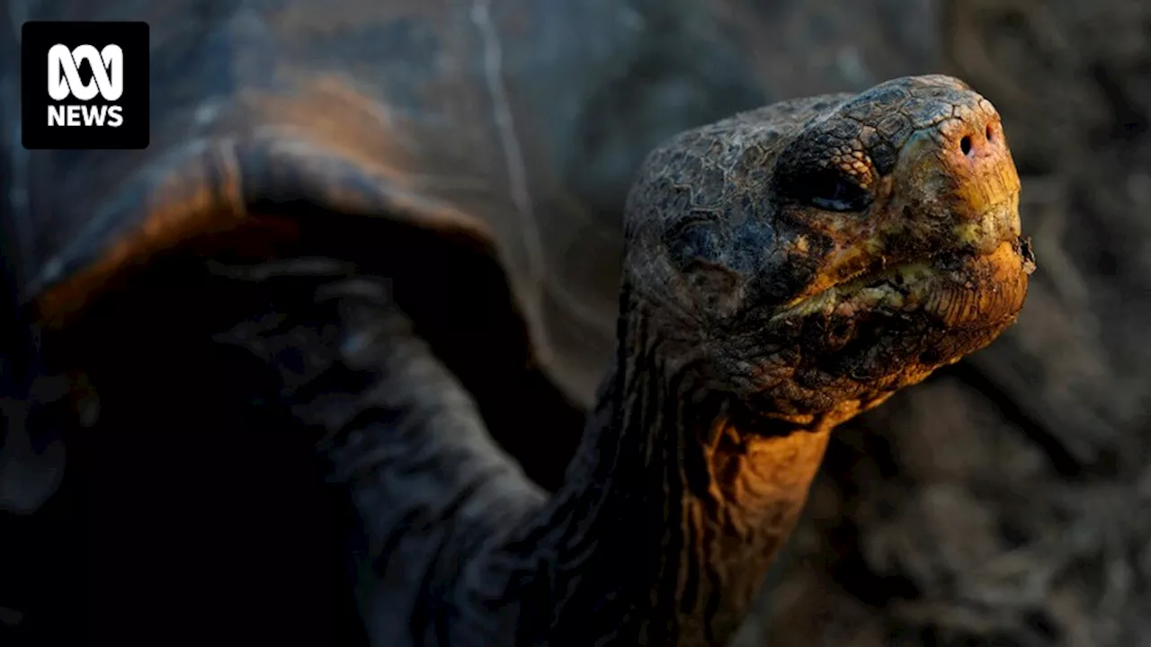 Hundreds of giant tortoises return to Galápagos Islands decades after near-extinction of species