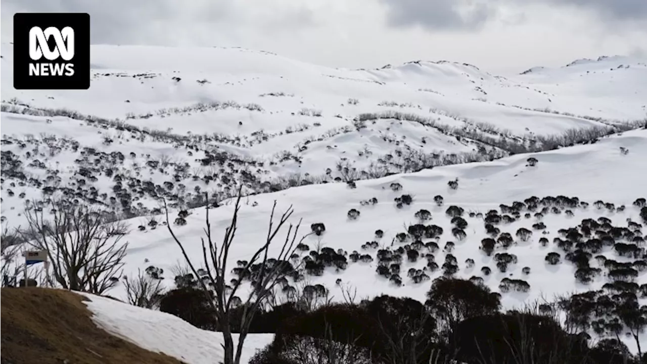 Inquest into Andrew Seton's death while backcountry skiing in Kosciuszko National Park begins