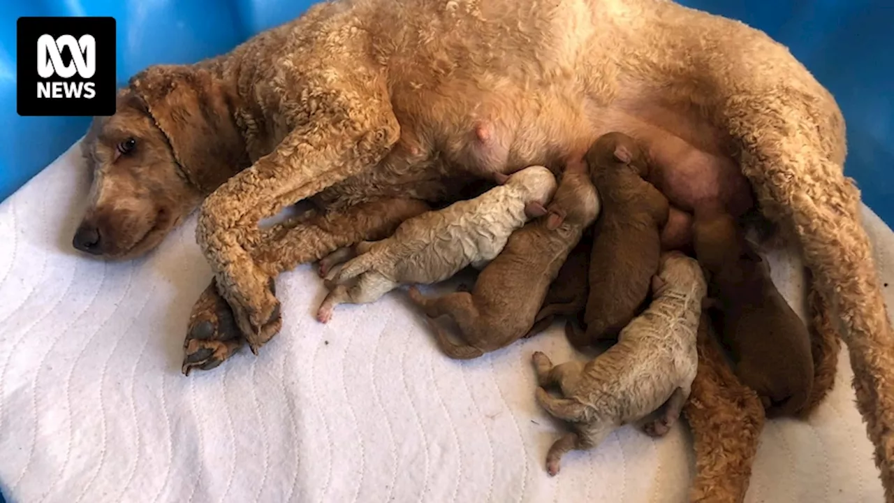 Tasmanian Labradoodles shuts down, with RSPCA calling for help to rehome more than 250 dogs