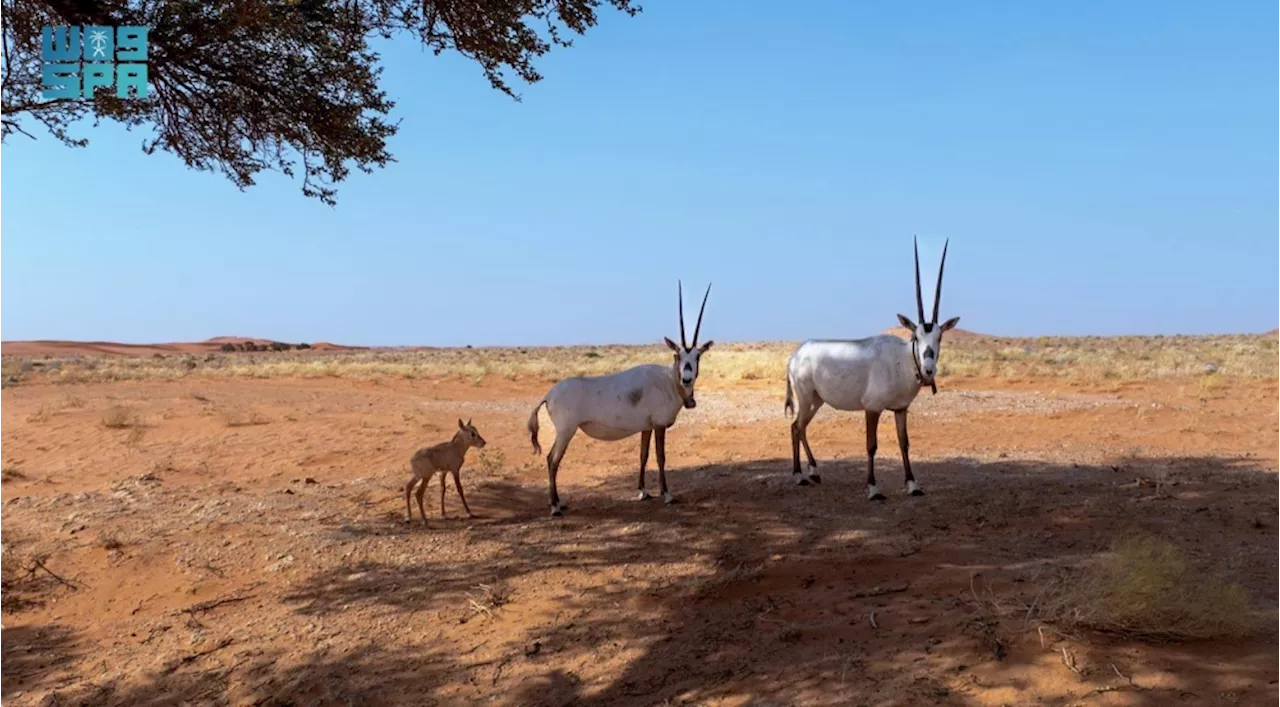 ولادة المها الوضيحي