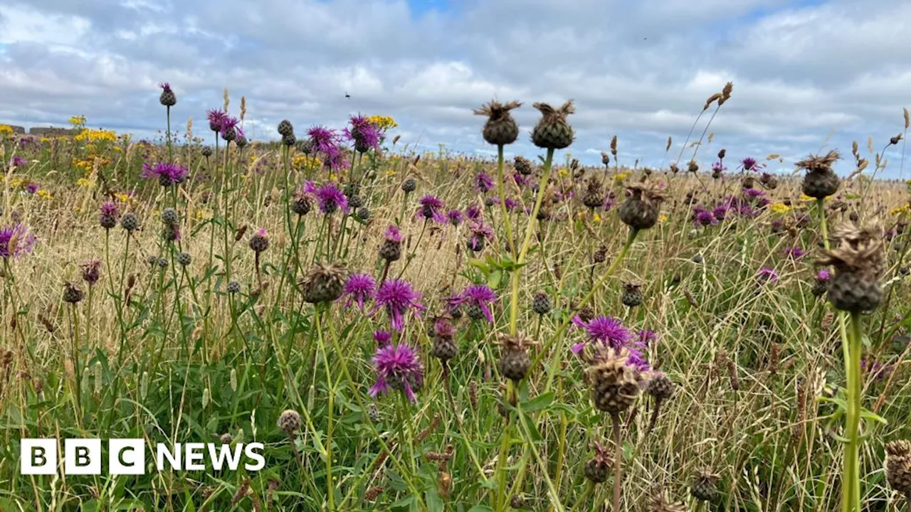 Devon project tackles 'biodiversity crisis' with coastal meadows