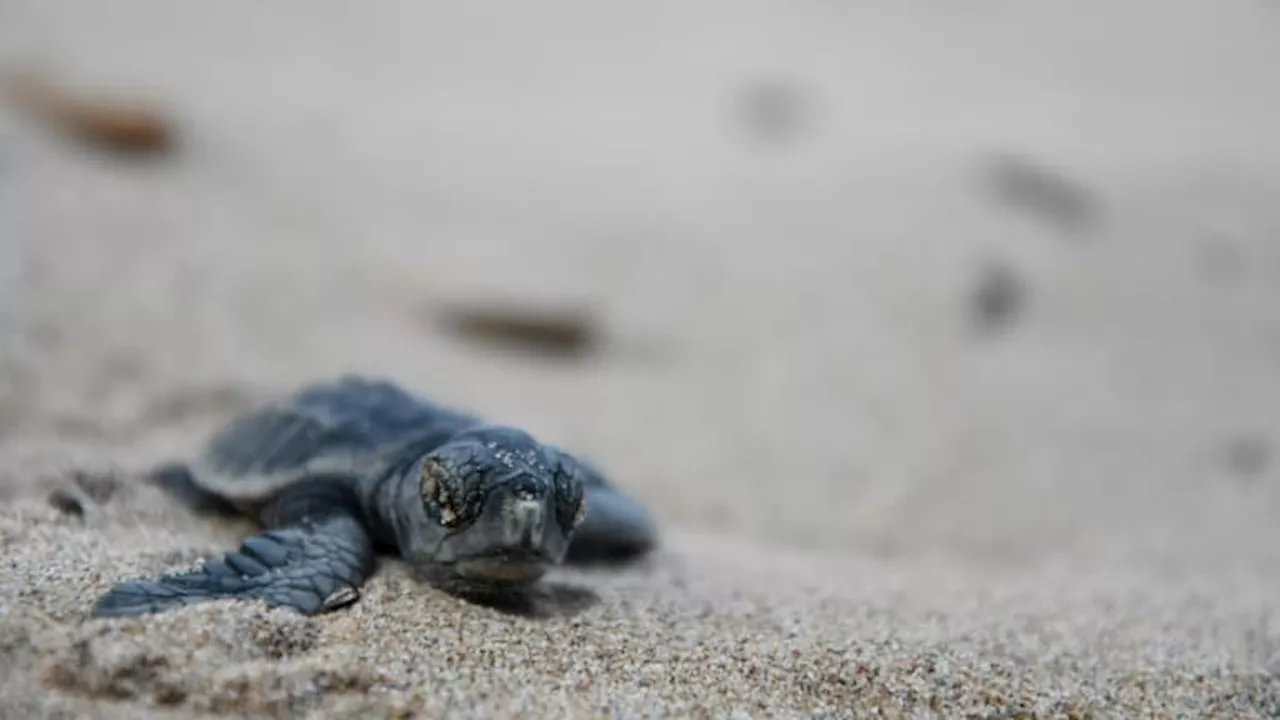 Hyères: la première ponte de tortue caouanne de la saison observée sur la plage de l'Almanarre