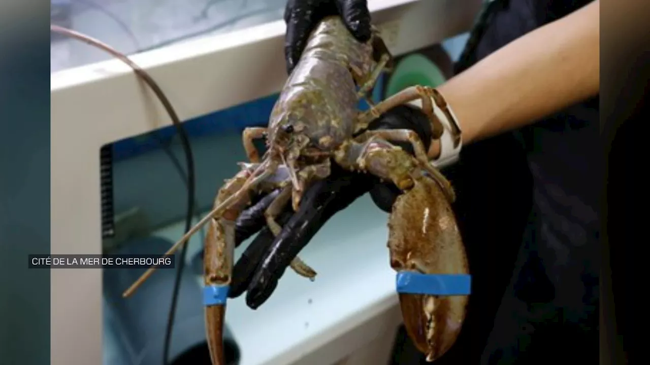 Une 'anomalie de coloration': un homard albinos recueilli à la Cité de la mer de Cherbourg