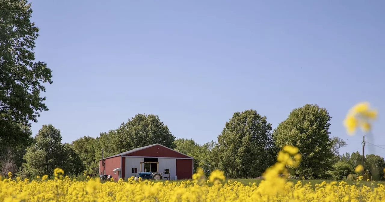 American farmers’ next hot commodity is canola for biofuels