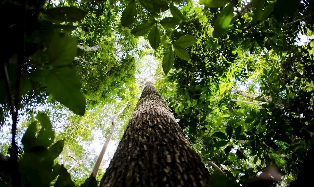 União Europeia anuncia doação de 20 milhões de euros ao Fundo Amazônia