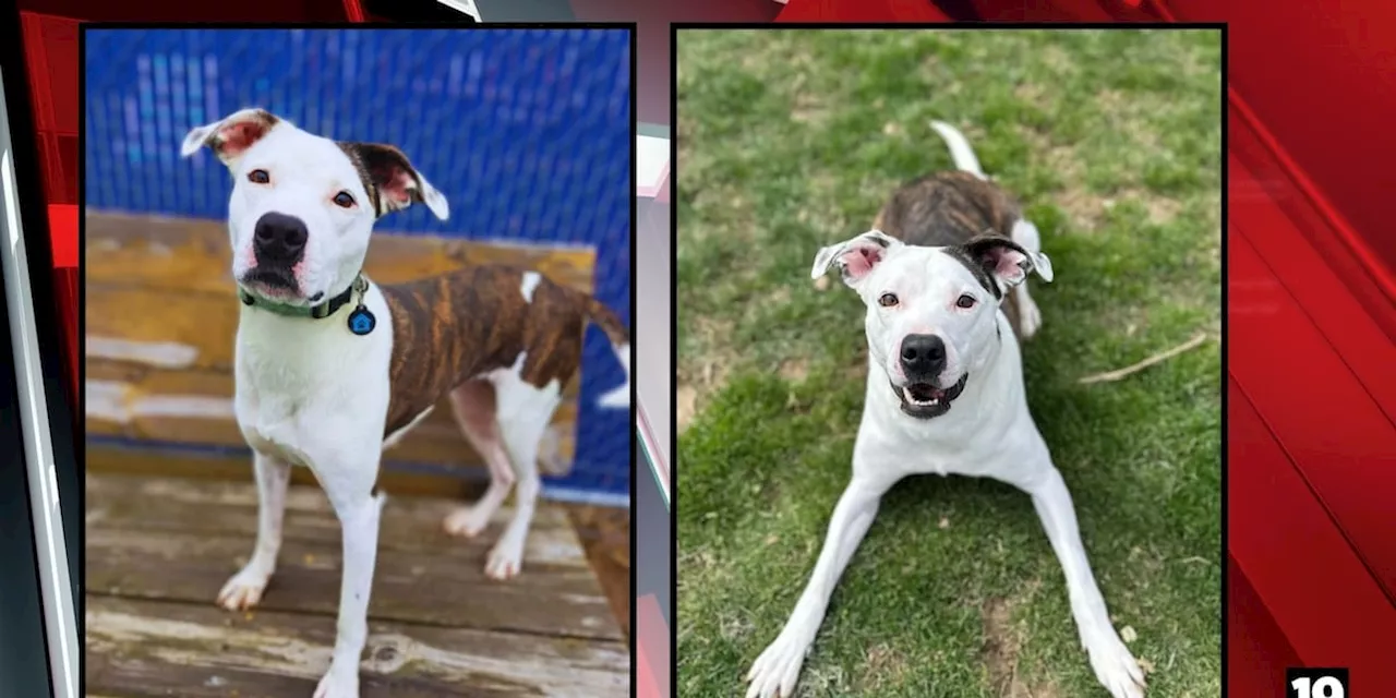 Dog waits 830 days to be adopted from Wayne County shelter