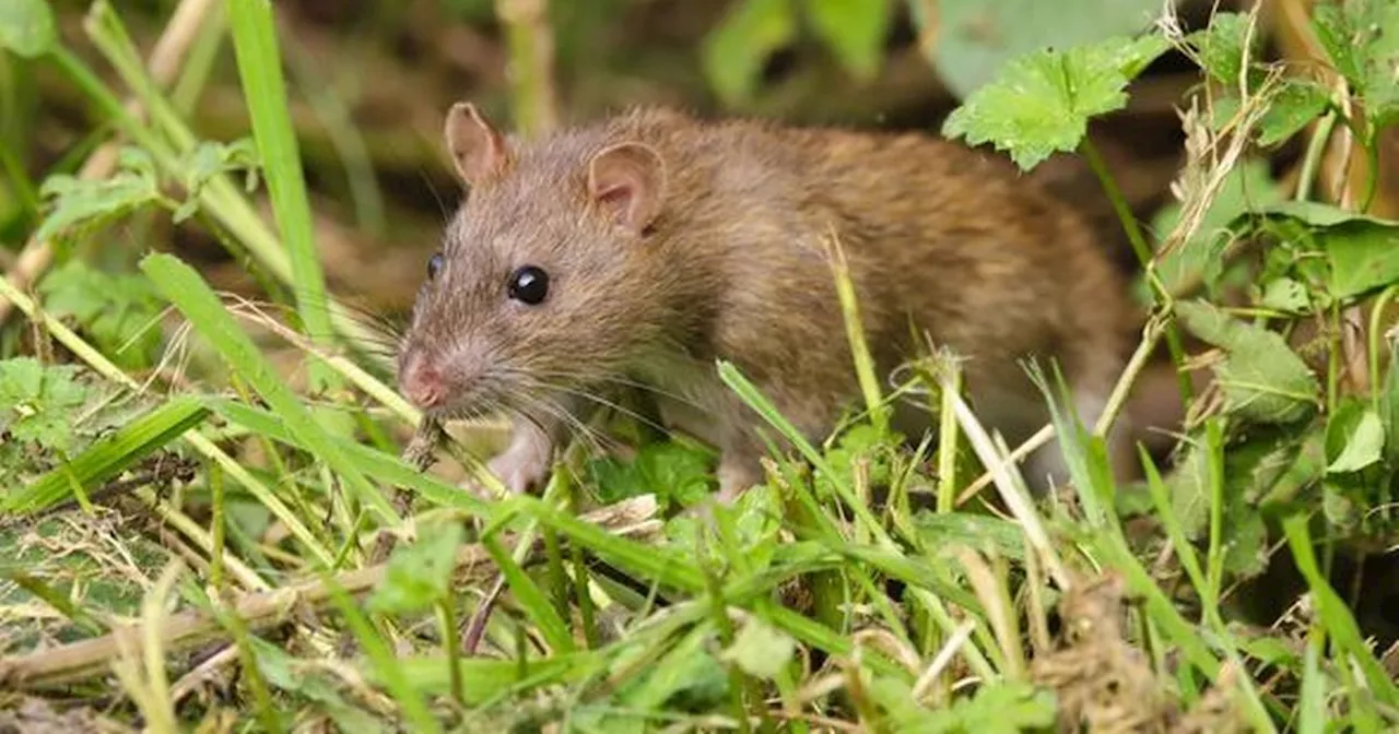 Rats 'despise' one garden plant and 'run away fast' when they smell it