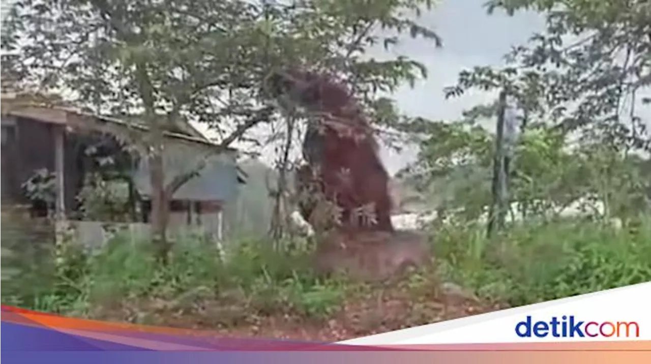 Fakta-fakta Orang Utan 'Setinggi Rumah' di Kutim Keluar Hutan demi Makan Ceri