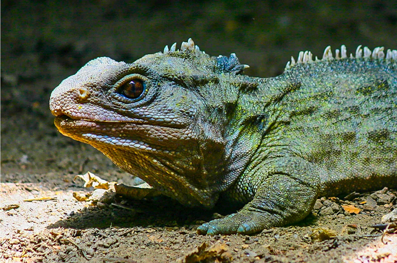 The Lizard-Looking Tuatara, That Lives Up to 100 Years, Isn’t Actually a Lizard