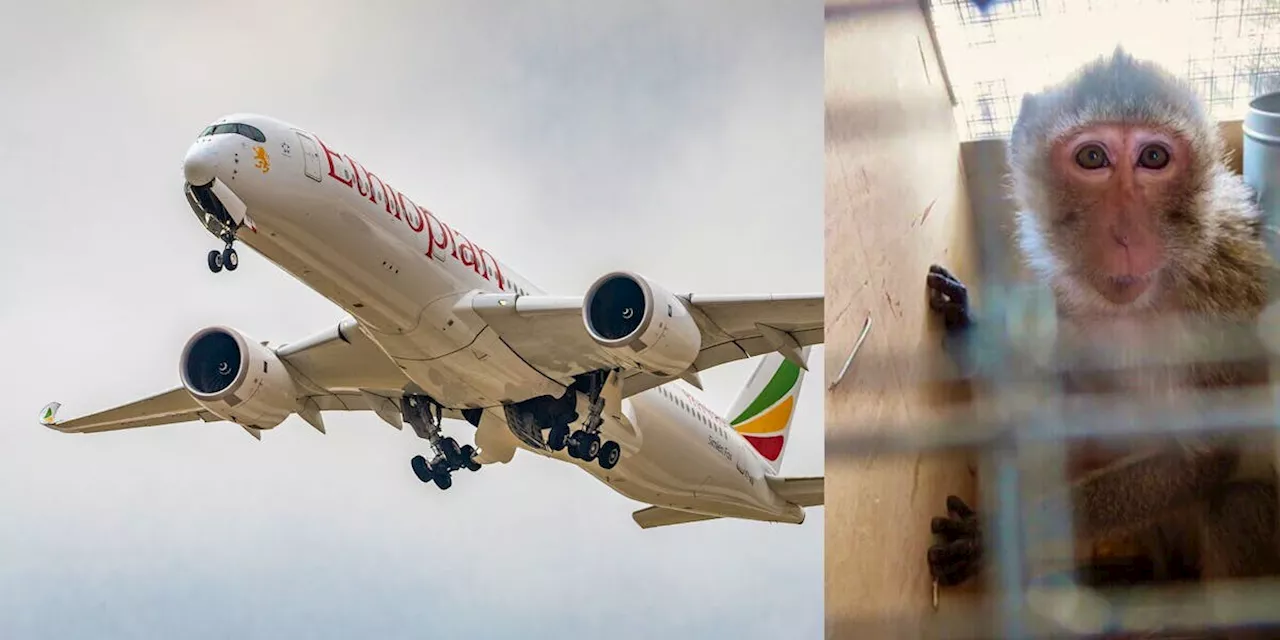 Reisen: Tiertransport : Ethiopian Airlines wird Affenschmuggel vorgeworfen