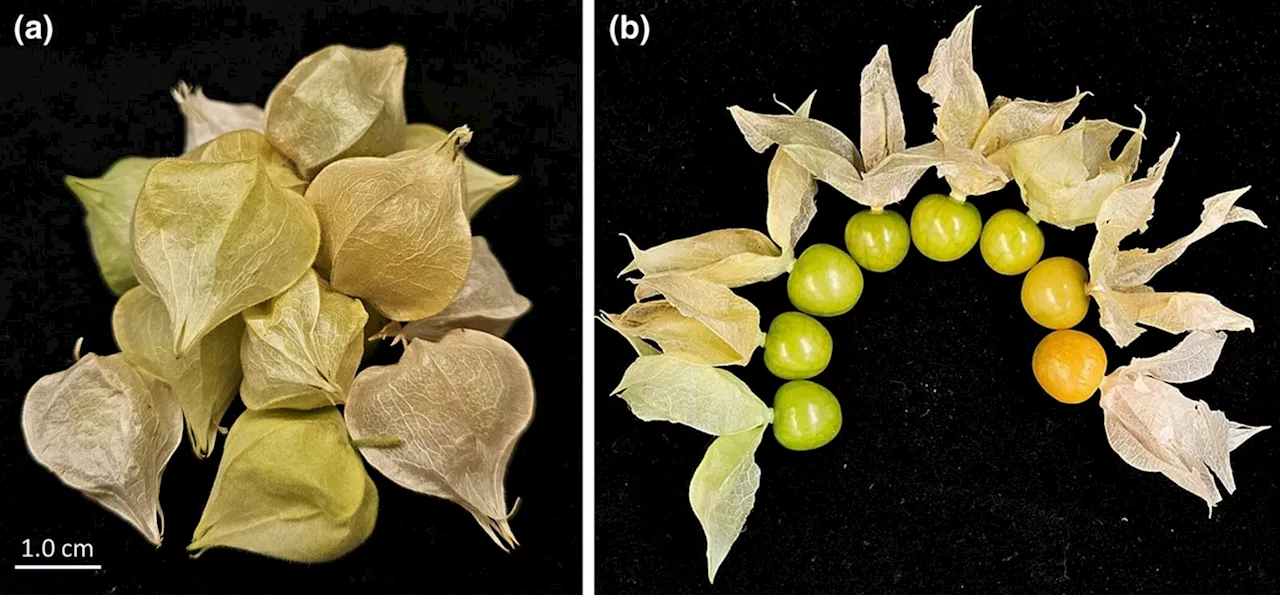 Domesticating The Ground Cherry Using CRISPR Gene Editing