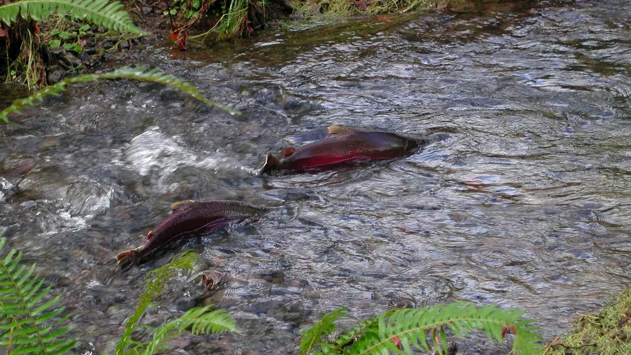 Washington secures $28M for salmon habitat restoration projects