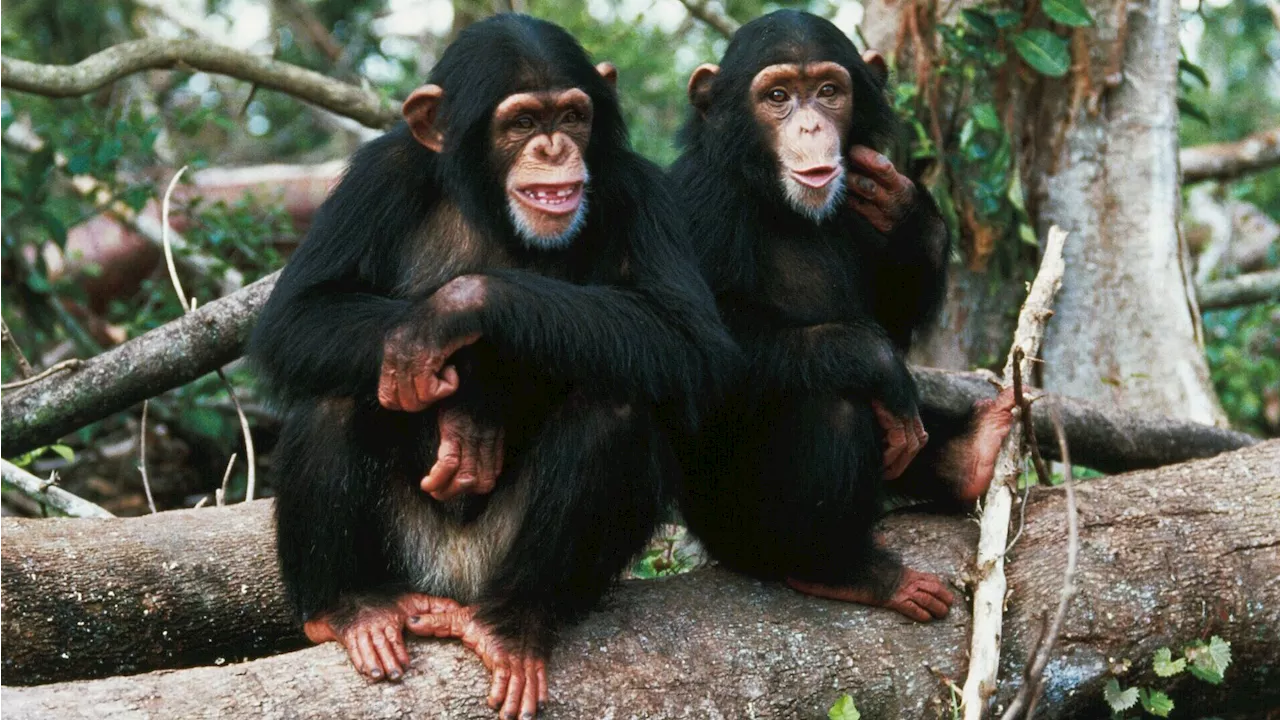 Chimpanzees Chat Up a Storm With Human-Like Gestures, Study Finds