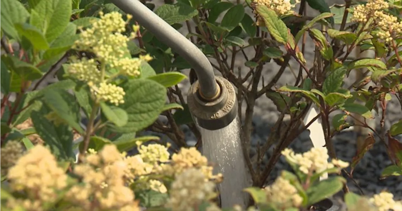 Calgary garden centres suffer in heat and prolonged water restrictions