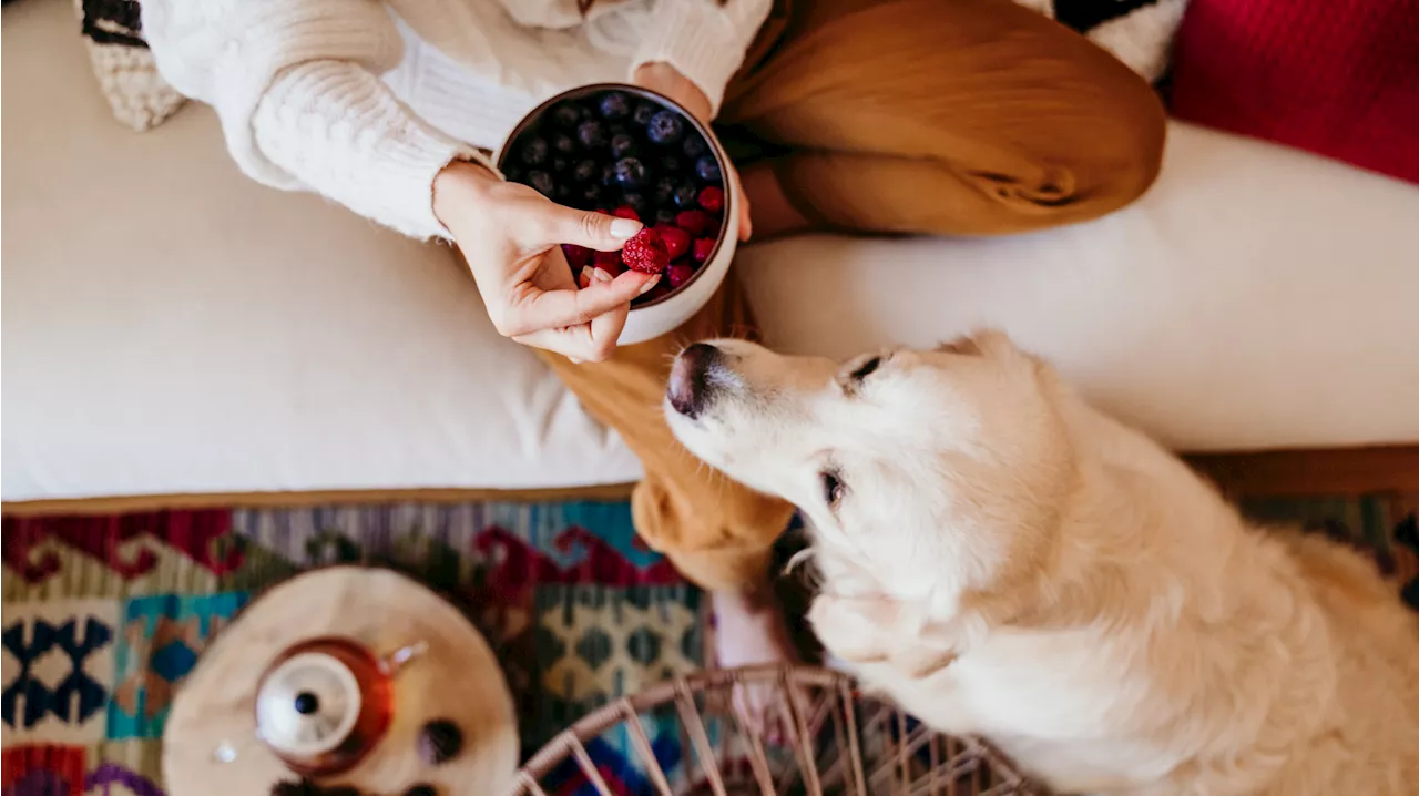 Haustier-Tipps: Dürfen Hunde Himbeeren essen?