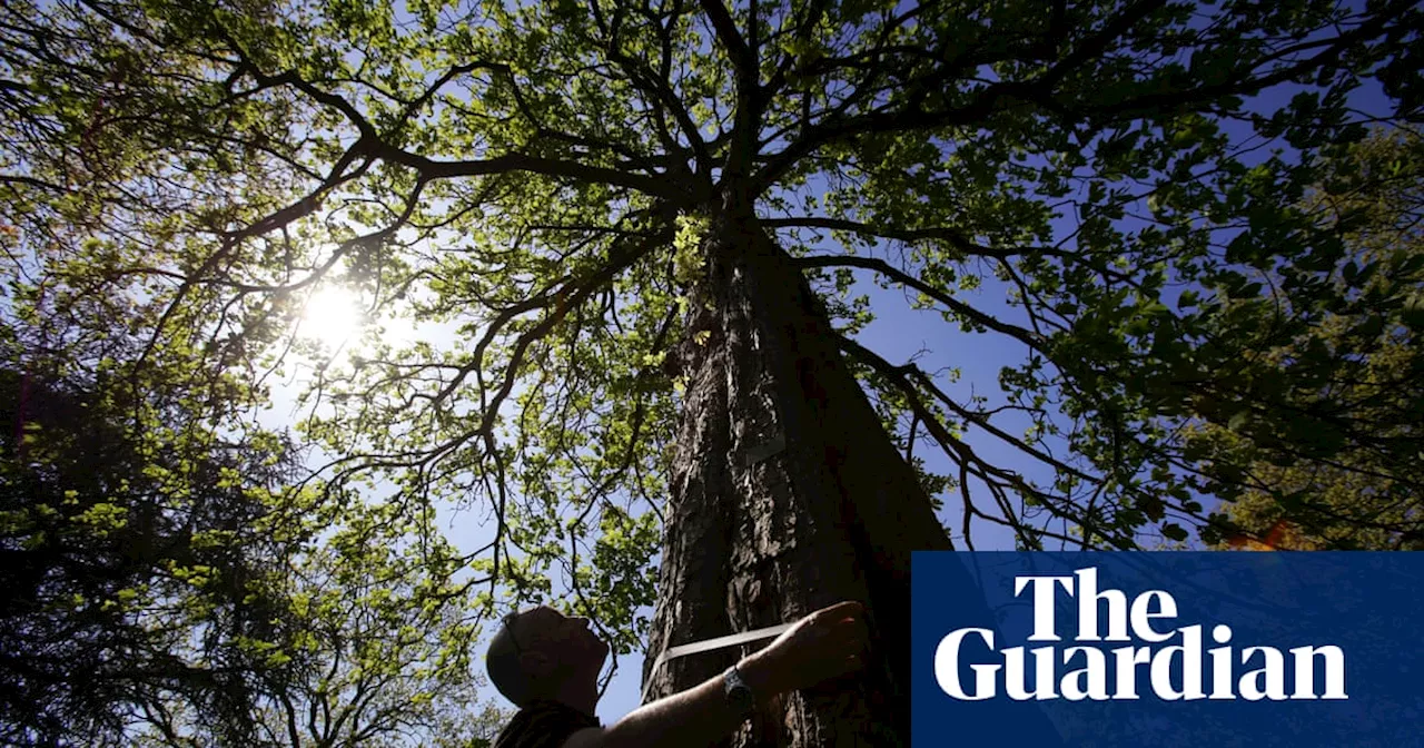 Half of Kew tree species at risk of death owing to climate crisis, study finds