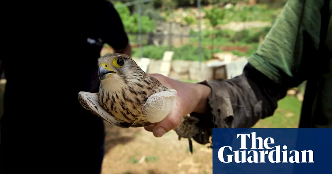 ‘Massacred for TikTok likes’: is social media feeding the slaughter of 2.6m birds in Lebanon?